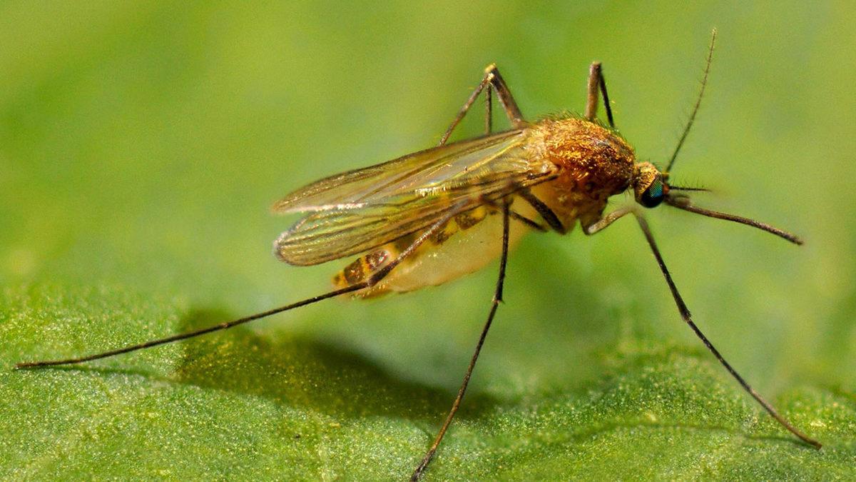 Sivrisinekler Neden Sanki Dünyada Başka Bir Besin Yokmuşçasına Kanımızı Emerek Besleniyor?