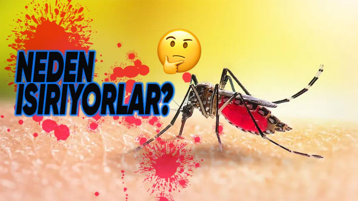 Sivrisinekler Neden Sanki Dünyada Başka Bir Besin Yokmuşçasına Kanımızı Emerek Besleniyor?