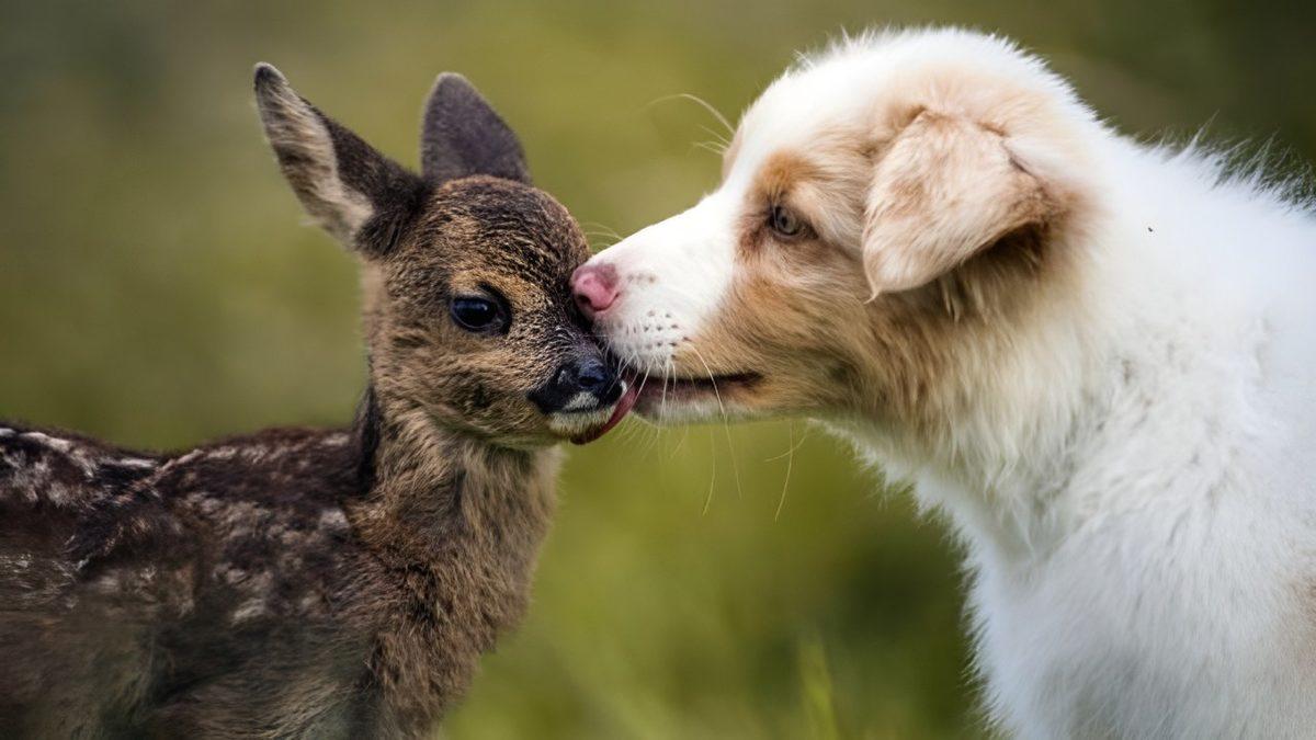 Hayvanlar da Evlat Edinebilir mi Yoksa Bu Yalnızca İnsanlara mı Özgü?