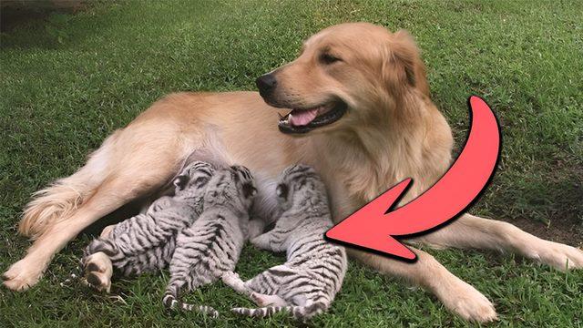 Hayvanlar da Evlat Edinebilir mi Yoksa Bu Yalnızca İnsanlara mı Özgü?