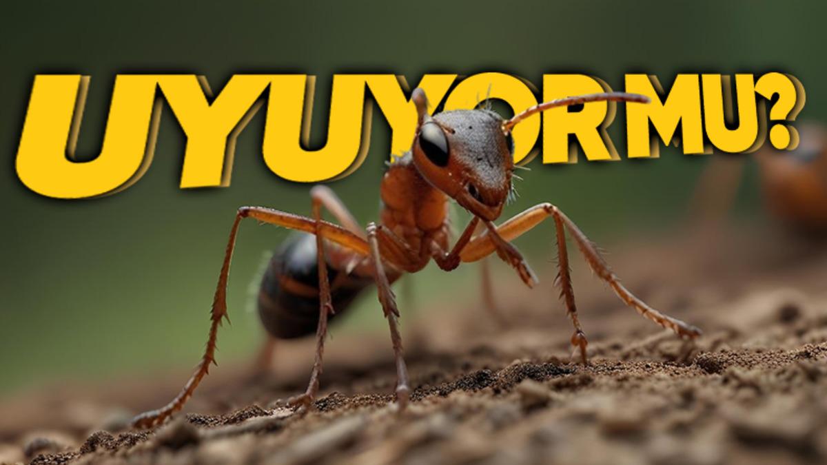 Dünyamızın En Minik Canlılarından Olan Karıncalar Neden Neredeyse Hiç Uyumaz?