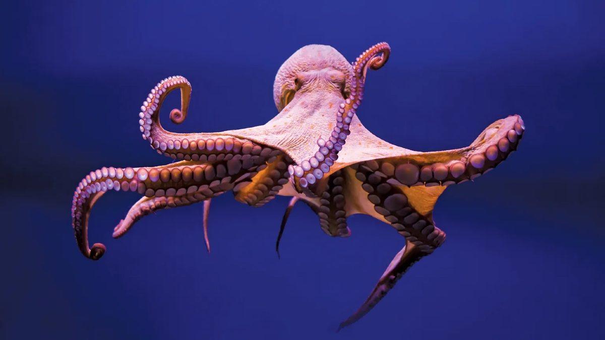 Ulti Açmışlar: 3 Tane Kalpleri, Mavi Kanları Olan Ahtapotların Bir de Üstüne Neden Dokuz Beyni Var?