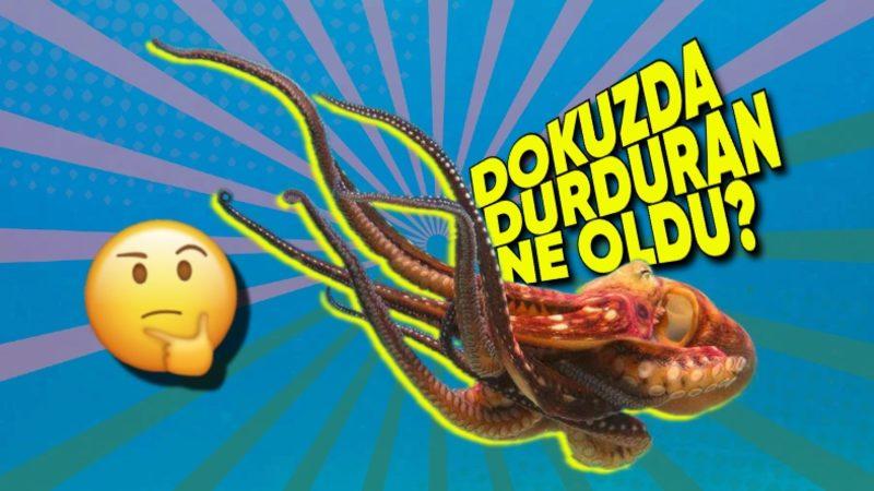 Ulti Açmışlar: 3 Tane Kalpleri, Mavi Kanları Olan Ahtapotların Bir de Üstüne Neden Dokuz Beyni Var?