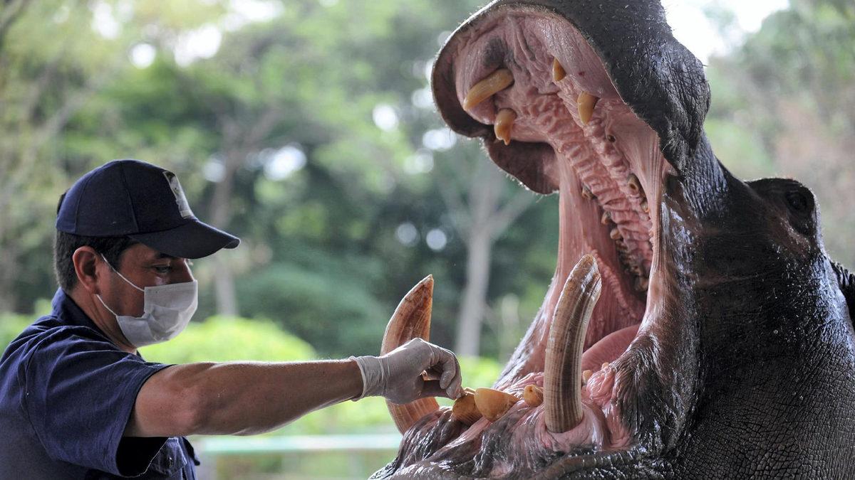 Hipopotamların Dişleri Neden Diğer Vahşi Hayvanların Aksine Daha Garip?