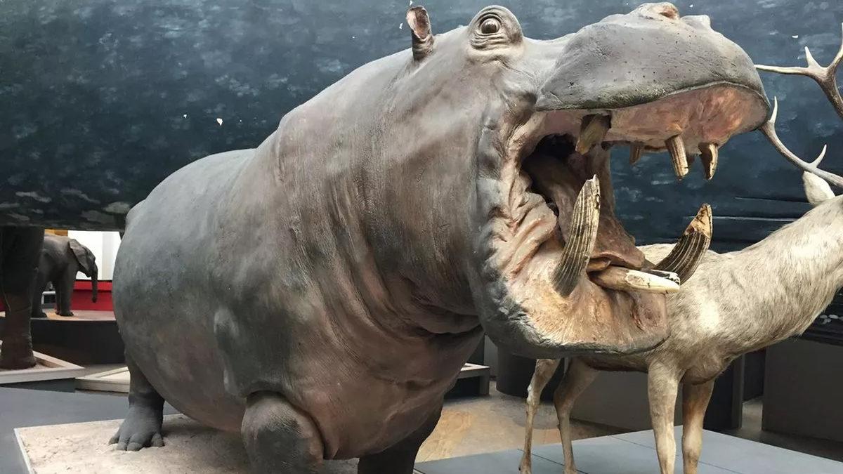 Hipopotamların Dişleri Neden Diğer Vahşi Hayvanların Aksine Daha Garip?