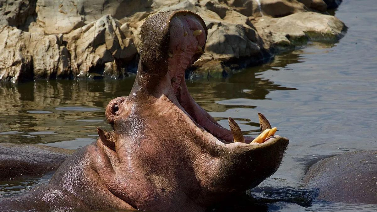 Hipopotamların Dişleri Neden Diğer Vahşi Hayvanların Aksine Daha Garip?
