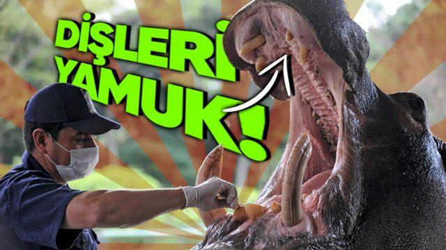 Hipopotamların Dişleri Neden Diğer Vahşi Hayvanların Aksine Daha Garip?