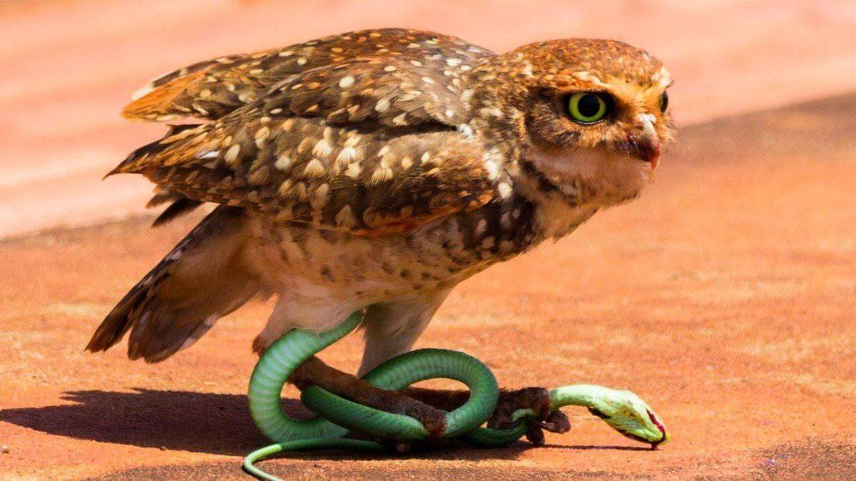 Zehirli Yılanları Yiyen Başka Hayvanlar Nasıl Oluyor da Zehirlenmiyor? Yoksa Zehirleniyor mu?