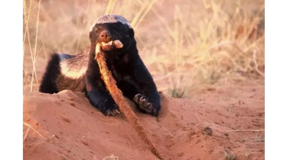 Zehirli Yılanları Yiyen Başka Hayvanlar Nasıl Oluyor da Zehirlenmiyor? Yoksa Zehirleniyor mu?