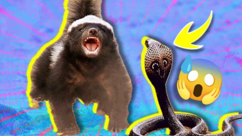 Zehirli Yılanları Yiyen Başka Hayvanlar Nasıl Oluyor da Zehirlenmiyor? Yoksa Zehirleniyor mu?