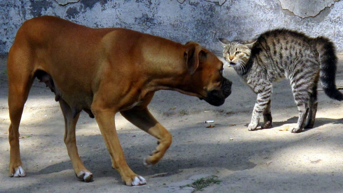 Kediler ve Köpekler Gerçekten Birbirinden Nefret Ediyor mu Yoksa Bu Büyük Bir Yanılgı mı?