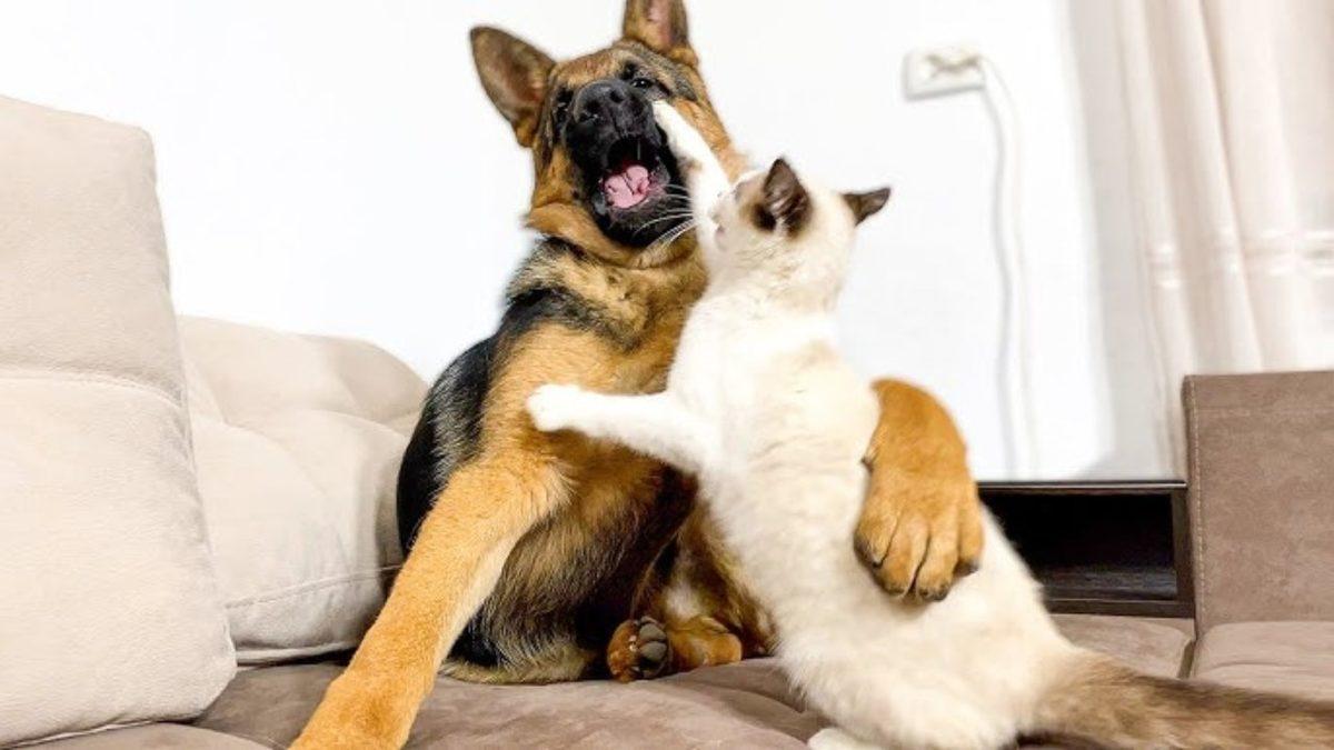 Kediler ve Köpekler Gerçekten Birbirinden Nefret Ediyor mu Yoksa Bu Büyük Bir Yanılgı mı?