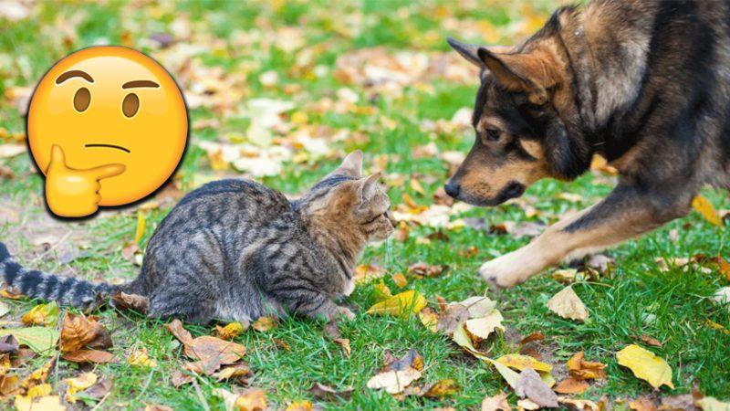 Kediler ve Köpekler Gerçekten Birbirinden Nefret Ediyor mu Yoksa Bu Büyük Bir Yanılgı mı?