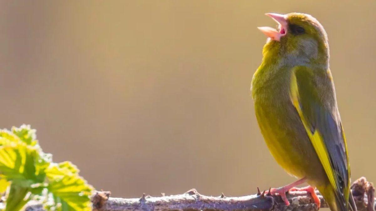 Kuşların Sabahın Erken Saatlerinde Cıvıldamaya Başlamasının Aklınıza Gelmeyecek Sebepleri