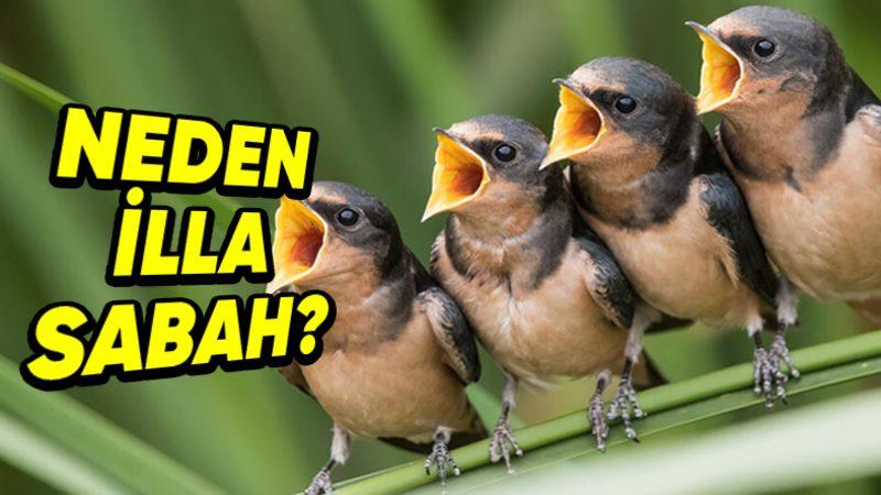 Kuşların Sabahın Erken Saatlerinde Cıvıldamaya Başlamasının Aklınıza Gelmeyecek Sebepleri