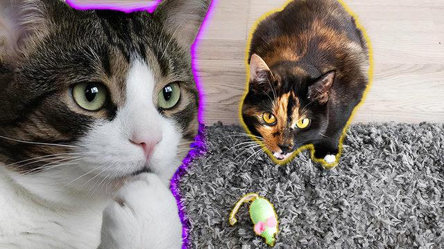 Kediler, Avladıkları Canlıları Neden Sahiplerine Getirir? Size Bir Şey Anlatmaya Çalışıyorlar!