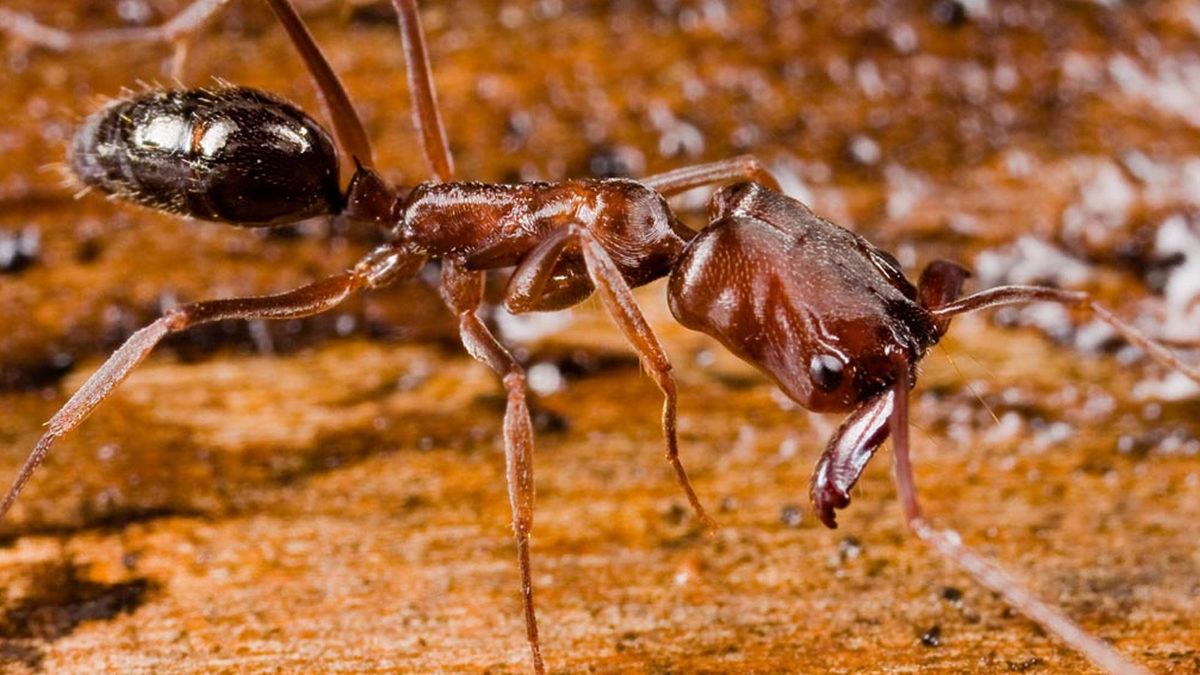 Bazı Karıncaların Bildiğimiz Limon ya da Çikolata Gibi Kokular Salgılamasının Altında Yatan Neden