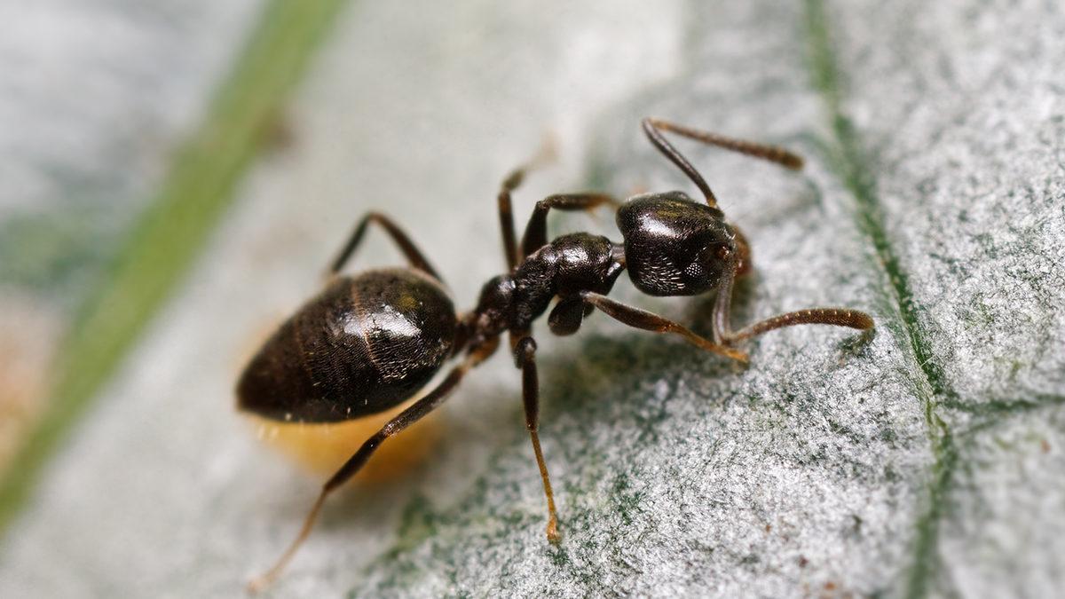 Bazı Karıncaların Bildiğimiz Limon ya da Çikolata Gibi Kokular Salgılamasının Altında Yatan Neden