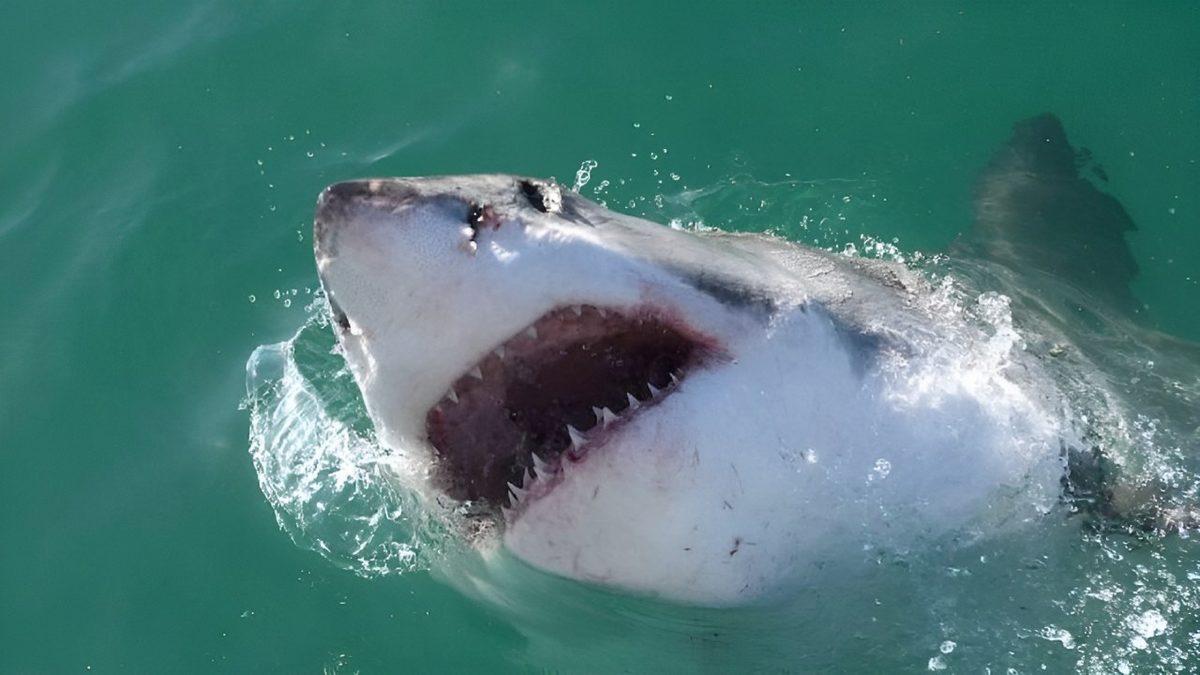 Şimdiye Kadar Bilinen En Eski Köpek Balığı Saldırısına Dair Detayları Öğrenince Tüyleriniz Ürperecek!