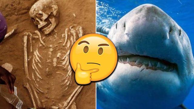 Şimdiye Kadar Bilinen En Eski Köpek Balığı Saldırısına Dair Detayları Öğrenince Tüyleriniz Ürperecek!