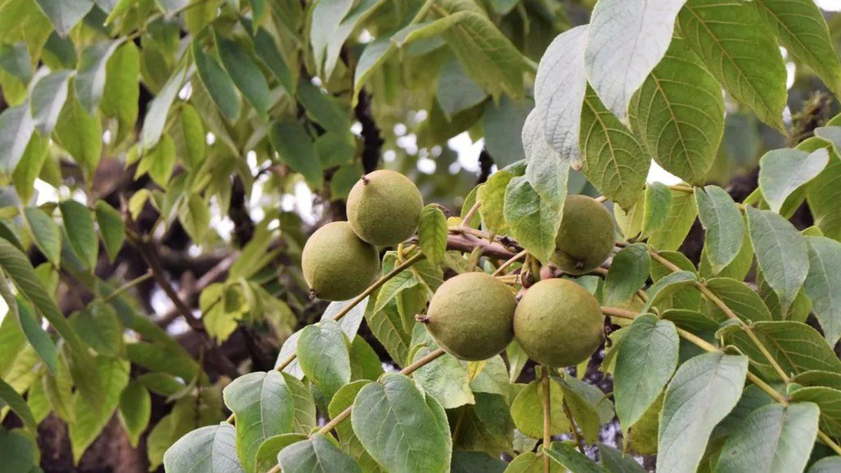 Meyvesini Yiyenin Canını Tehlikeye Attığı Dünyanın En Zehirli Ağacı 