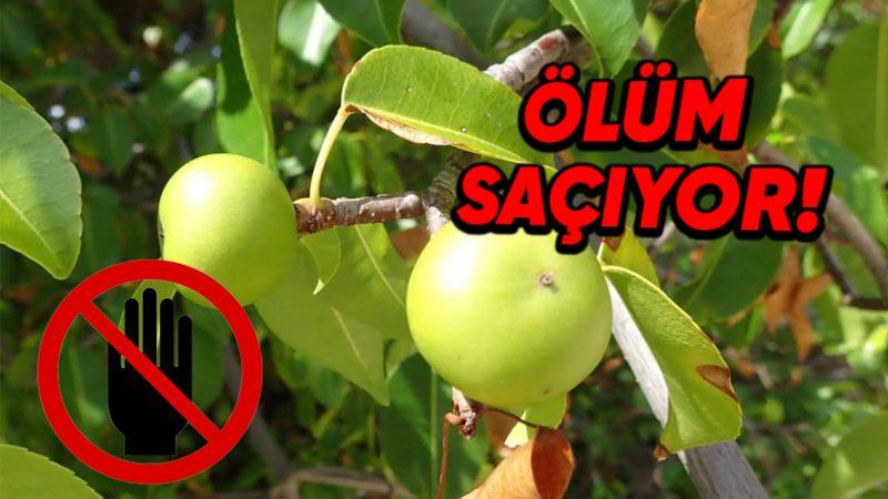 Meyvesini Yiyenin Canını Tehlikeye Attığı Dünyanın En Zehirli Ağacı "Manşinel" ile Tanışın: Peki Türkiye’de de Yetişiyor mu?