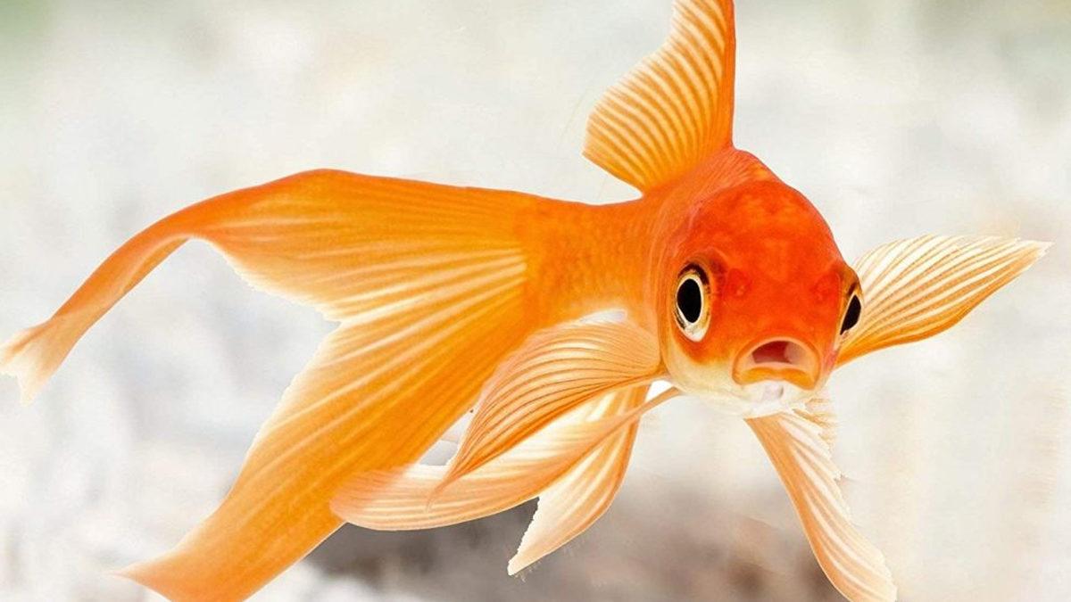 Yıllarca Japon Balıklarının Hafızası 3 Saniye Diye Kandırıldık mı? Gerçekler Bambaşkaymış!