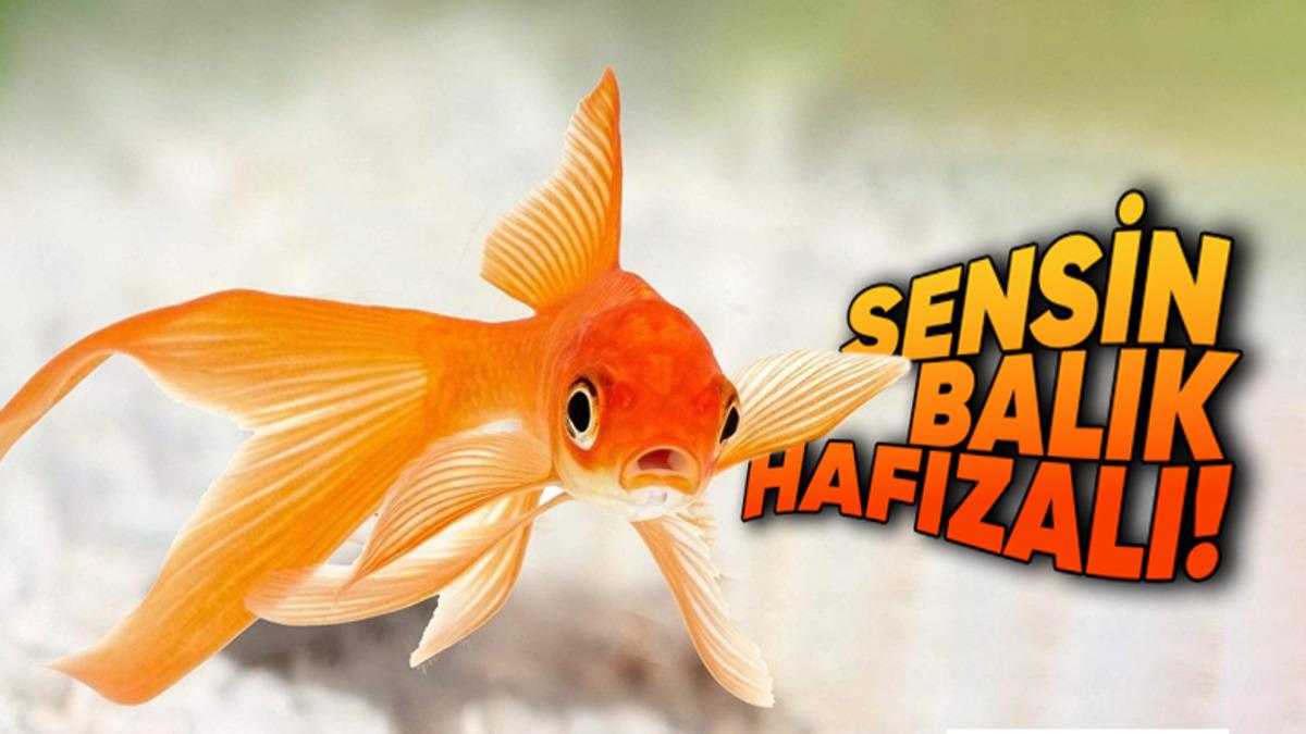 Yıllarca Japon Balıklarının Hafızası 3 Saniye Diye Kandırıldık mı? Gerçekler Bambaşkaymış!