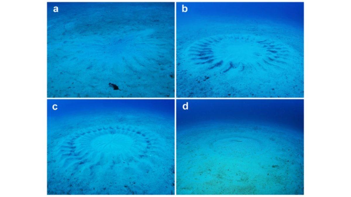 Japonya’daki Deniz Tabanında Bulunan, Kendiliğinden Belirip Kaybolan Bu Desenlerin Sırrı Ne?