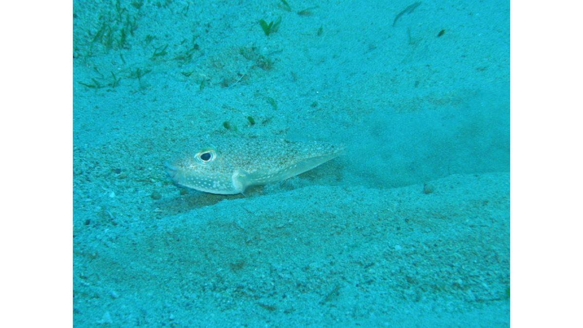 Japonya’daki Deniz Tabanında Bulunan, Kendiliğinden Belirip Kaybolan Bu Desenlerin Sırrı Ne?