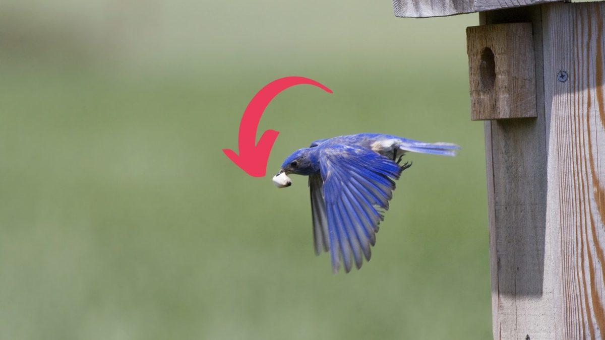 Anne Kuşların Neden Yavrularının Dışkılarını Yer? Sebebini Öğrenince Taşlar Yerine Oturacak!