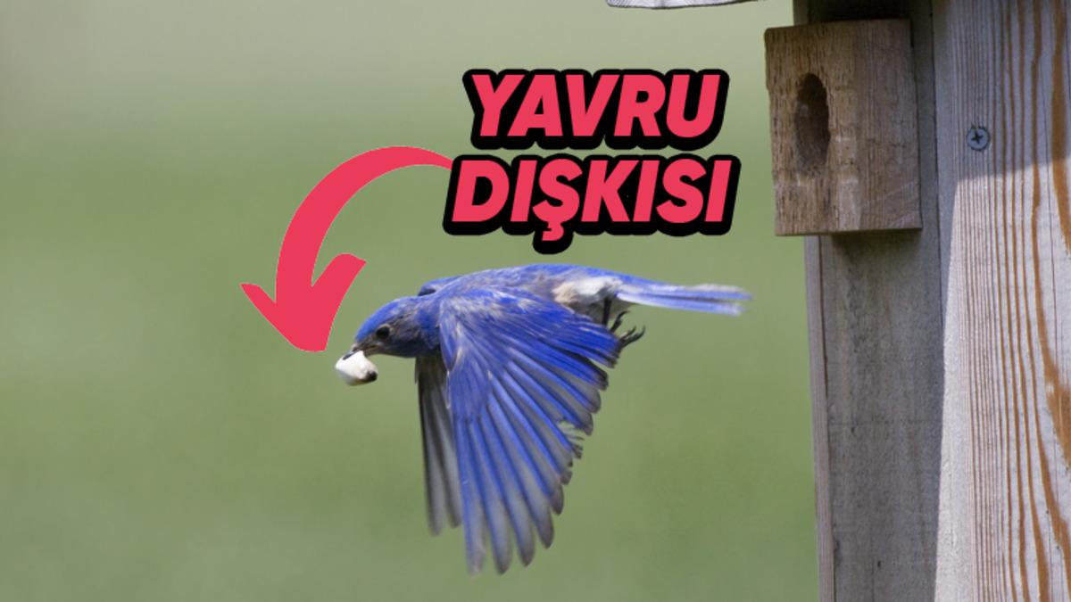 Anne Kuşların Neden Yavrularının Dışkılarını Yer? Sebebini Öğrenince Taşlar Yerine Oturacak!