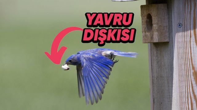 Anne Kuşların Neden Yavrularının Dışkılarını Yer? Sebebini Öğrenince Taşlar Yerine Oturacak!