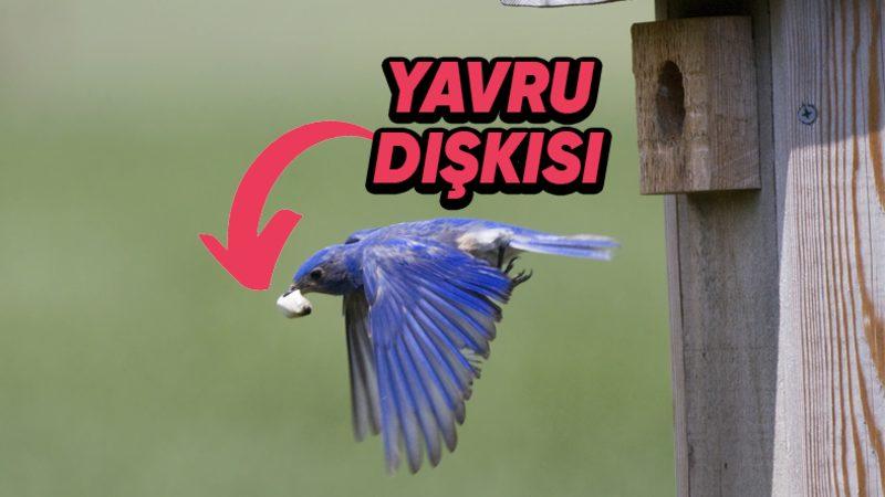 Anne Kuşların Neden Yavrularının Dışkılarını Yer? Sebebini Öğrenince Taşlar Yerine Oturacak!