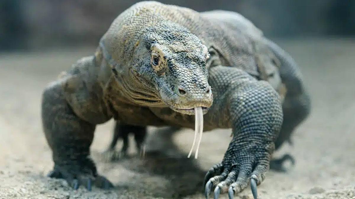 Sosyal Medyanın Dilinden Düşmeyen Komodo Ejderi Hakkında 5 Enteresan Gerçek