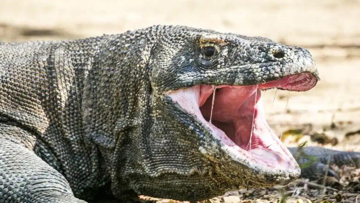 Sosyal Medyanın Dilinden Düşmeyen Komodo Ejderi Hakkında 5 Enteresan Gerçek