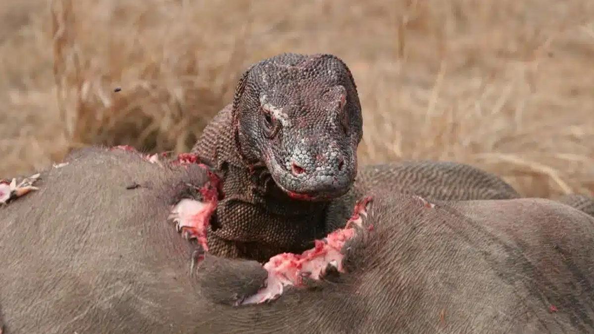Sosyal Medyanın Dilinden Düşmeyen Komodo Ejderi Hakkında 5 Enteresan Gerçek
