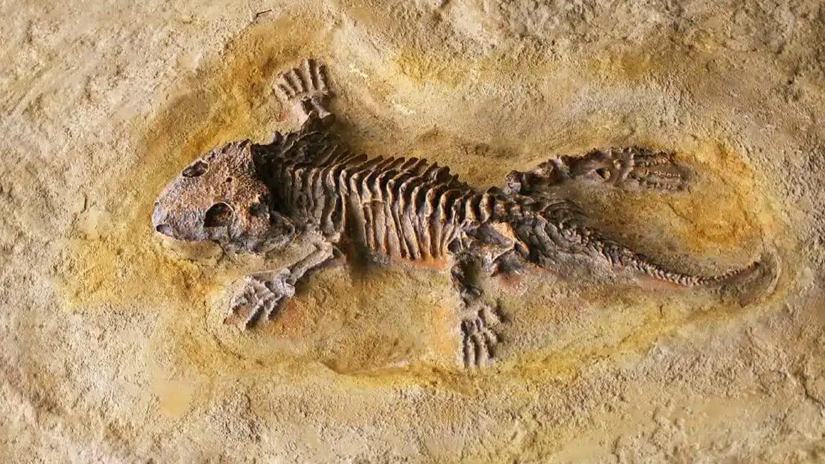 Sosyal Medyanın Dilinden Düşmeyen Komodo Ejderi Hakkında 5 Enteresan Gerçek