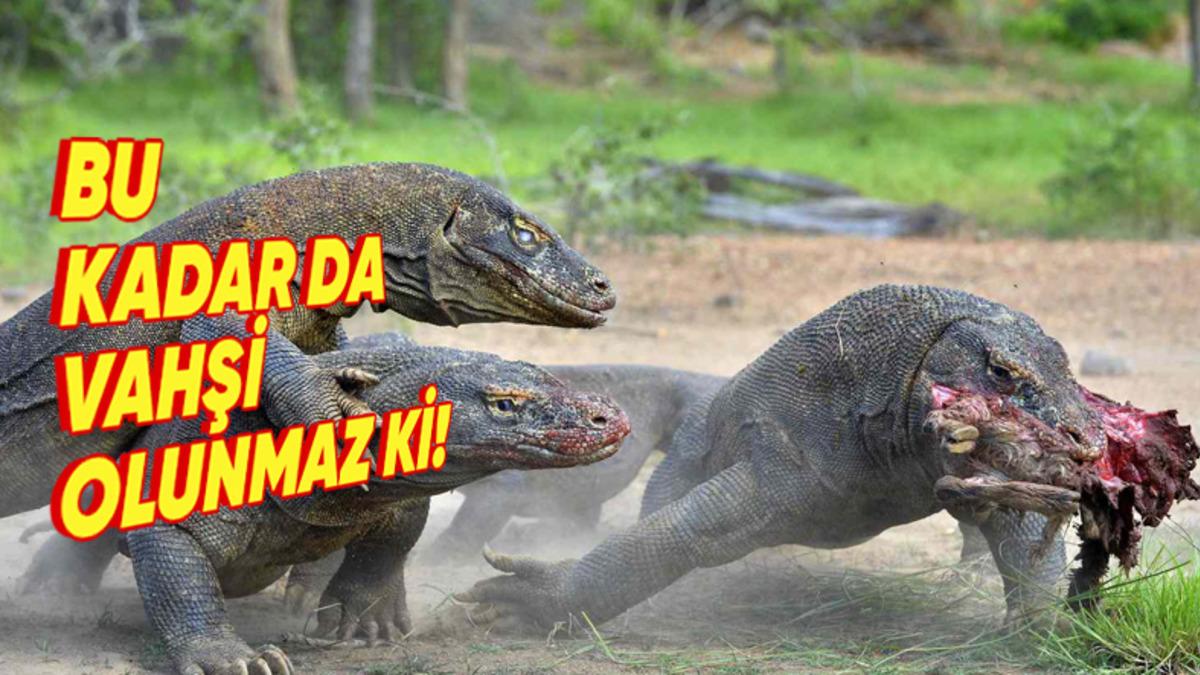 Sosyal Medyanın Dilinden Düşmeyen Komodo Ejderi Hakkında 5 Enteresan Gerçek