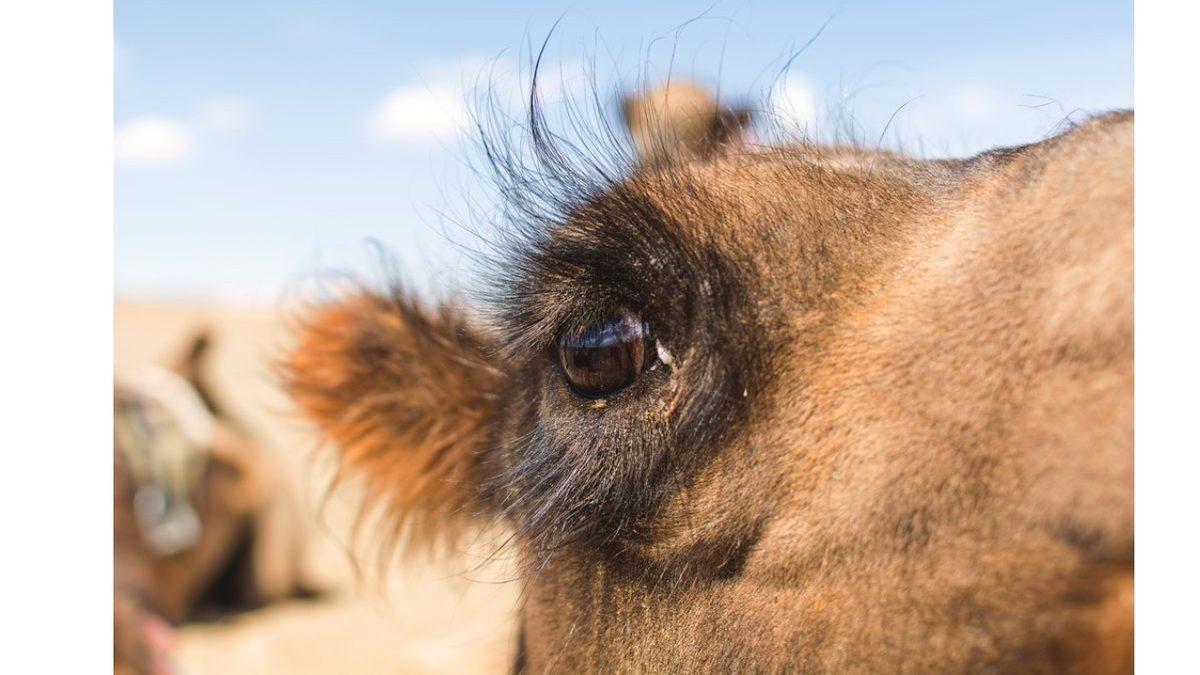Develerin Neden Üç Tane Göz Kapağı Var? Hayatta Kalmaları İçin Elzem!