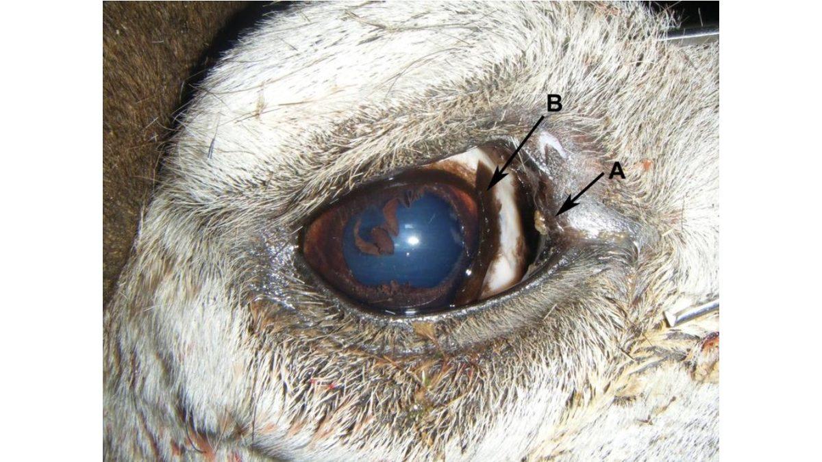 Develerin Neden Üç Tane Göz Kapağı Var? Hayatta Kalmaları İçin Elzem!