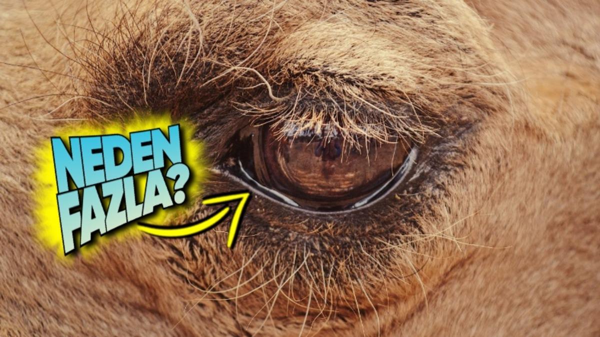 Develerin Neden Üç Tane Göz Kapağı Var? Hayatta Kalmaları İçin Elzem!