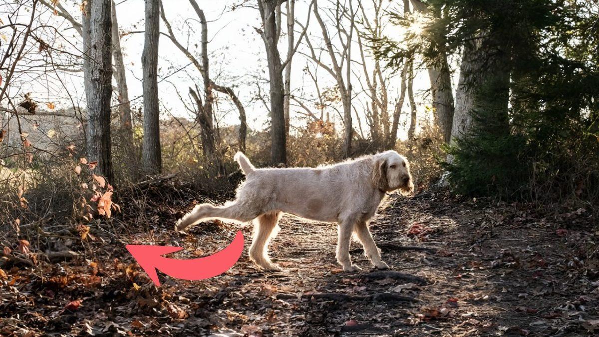 Köpekler, Dışkıladıktan Sonra Neden Arka Ayaklarını Bulundukları Bölgeye Geriye Doğru Sürterler?