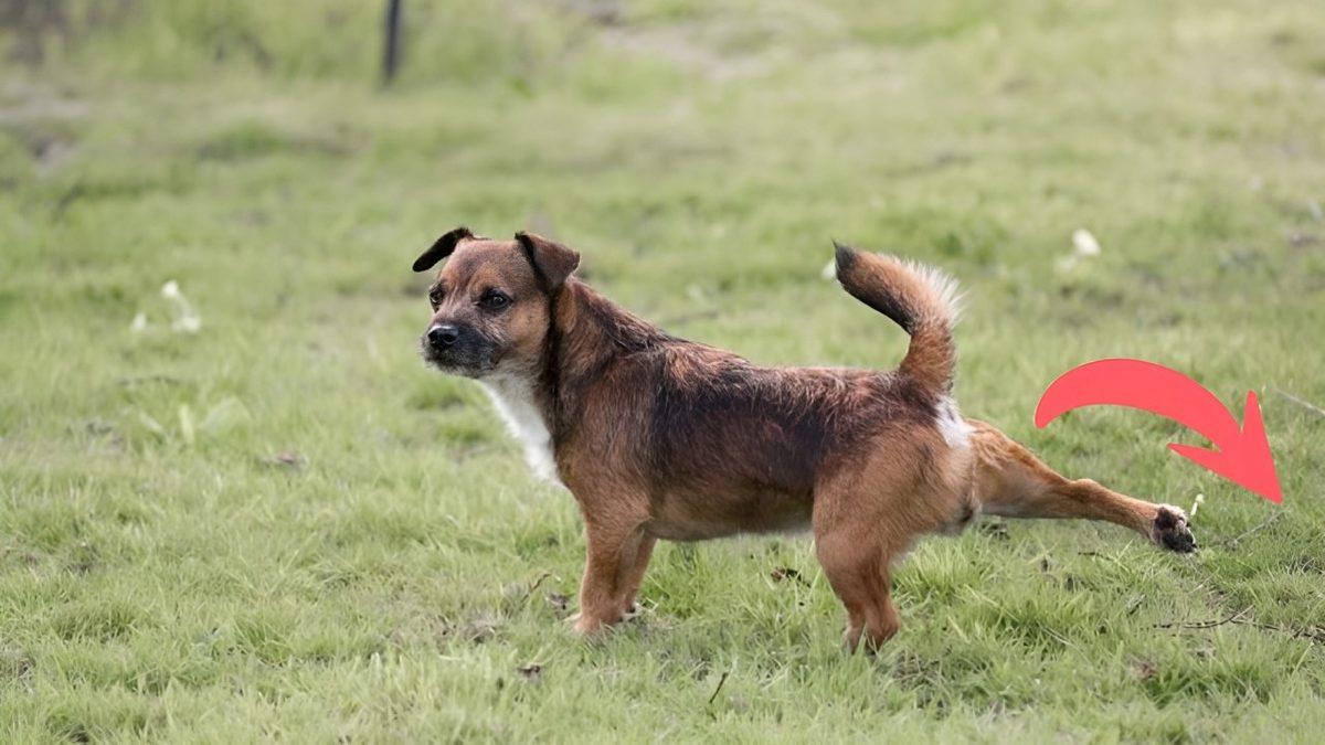 Köpekler, Dışkıladıktan Sonra Neden Arka Ayaklarını Bulundukları Bölgeye Geriye Doğru Sürterler?