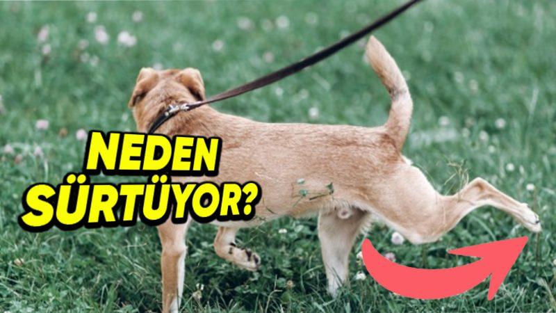 Köpekler, Dışkıladıktan Sonra Neden Arka Ayaklarını Bulundukları Bölgeye Geriye Doğru Sürterler?