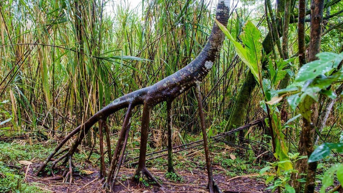 Amerika’da Bulunan Bu Palmiyenin Neden Her Gün Yürüdüğü İddia Ediliyor? Altında Yatan Bilimsel Gerçek