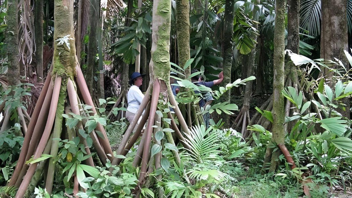 Amerika’da Bulunan Bu Palmiyenin Neden Her Gün Yürüdüğü İddia Ediliyor? Altında Yatan Bilimsel Gerçek