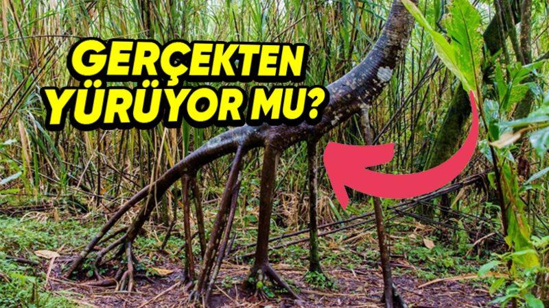 Amerika’da Bulunan Bu Palmiyenin Neden Her Gün Yürüdüğü İddia Ediliyor? Altında Yatan Bilimsel Gerçek