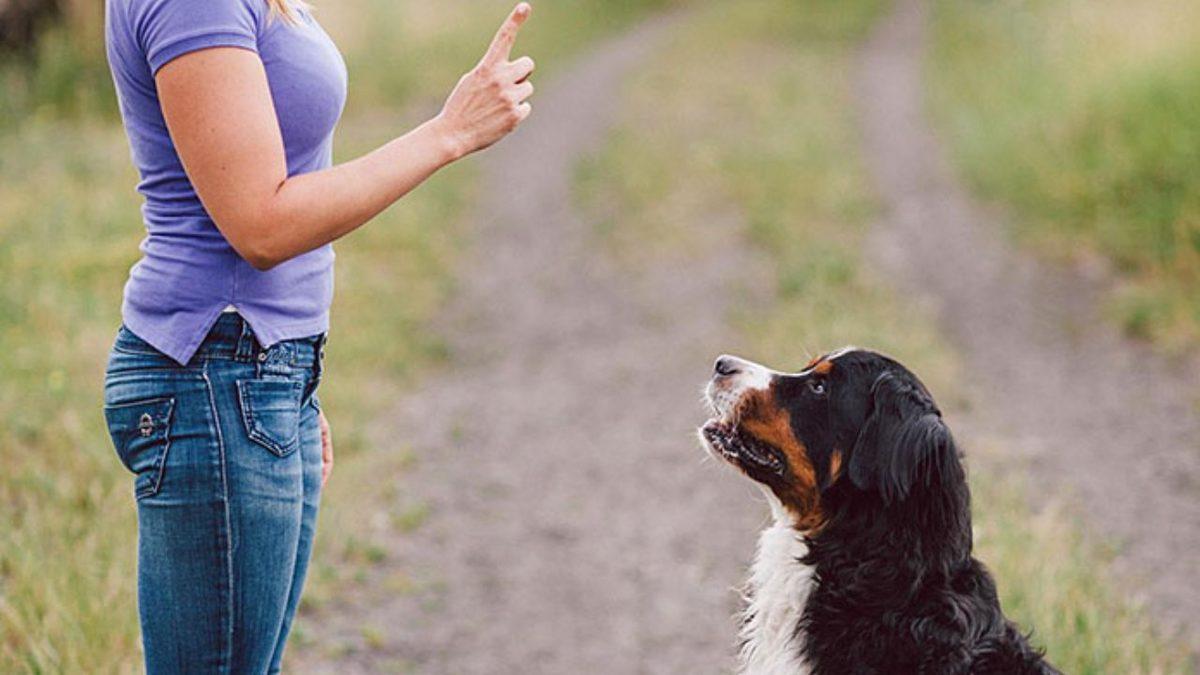 Köpekler Verdiğimiz Komutlarda Kelimeleri mi Anlıyor, Yoksa Sadece Ses Tonumuz mu Önemli?