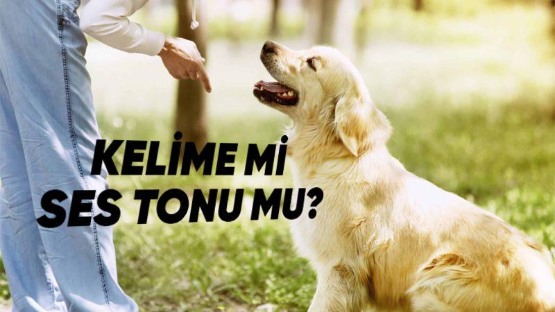 Köpekler Verdiğimiz Komutlarda Kelimeleri mi Anlıyor, Yoksa Sadece Ses Tonumuz mu Önemli?